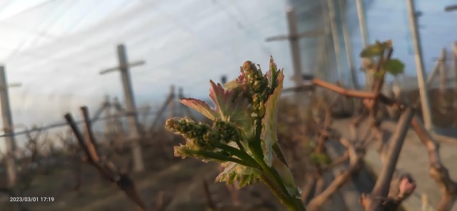 同芮葡萄3 同芮葡萄3